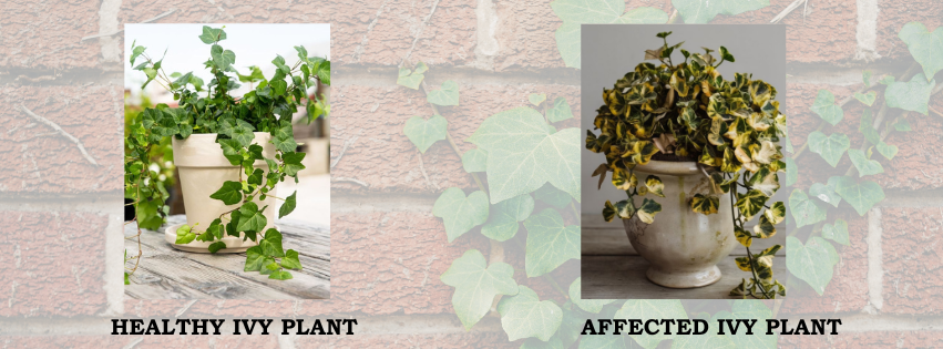 A visual comparison between a healthy ivy plant, which is on the left side of the image with green fresh leaves, and an affected ivy plant with yellow leaves, which is on the right side. This picture is helpful for those who are wondering- why is my Ivy plant dying?