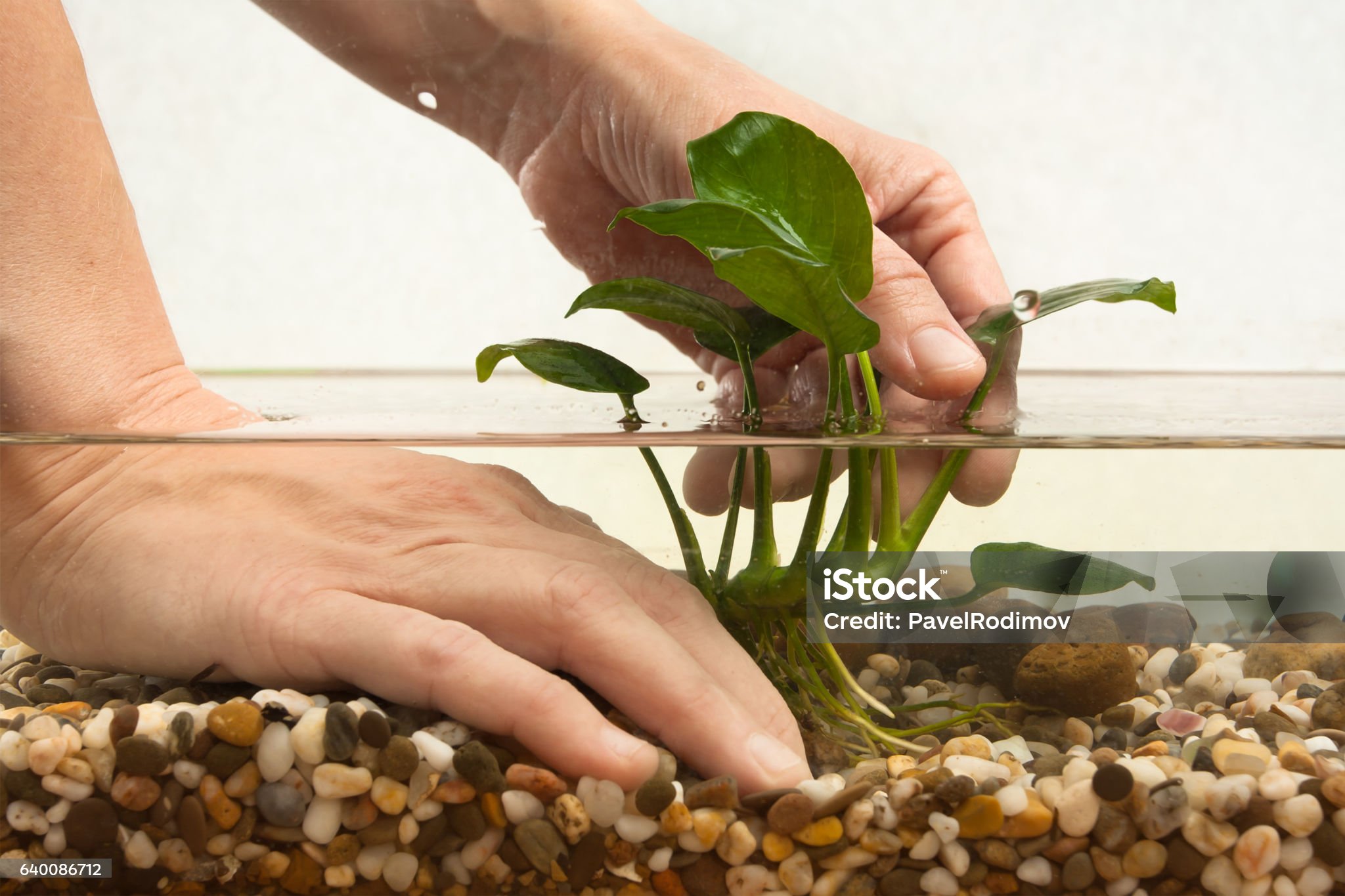 In this picture here is an aquarium filled with water. There is a plant inside the aquarium and the plant is on a stony surface. The leaves of the plant is brownish. A man is trying to fix it with his hand.