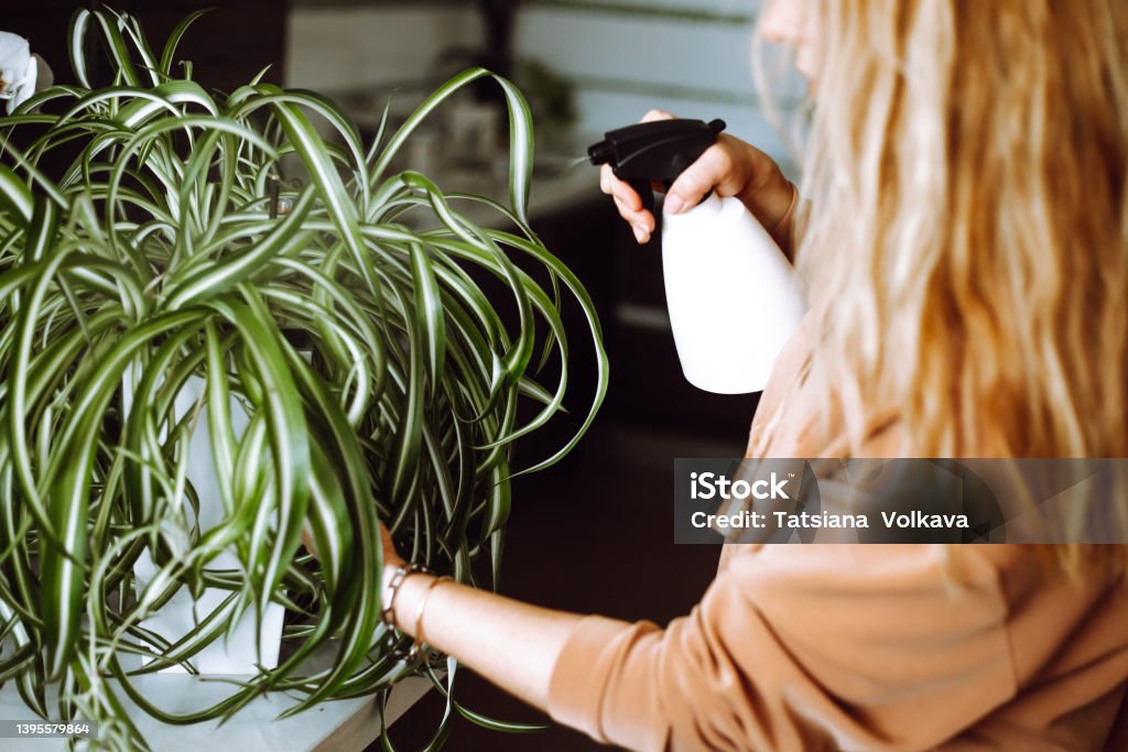Cropped blond woman spray on live houseplants at home, sprinkling, watering spider plants by spray gun. Plant care in the morning. Female taking care of houseplants. So routine care is the main solution of why is your spider plant dying.