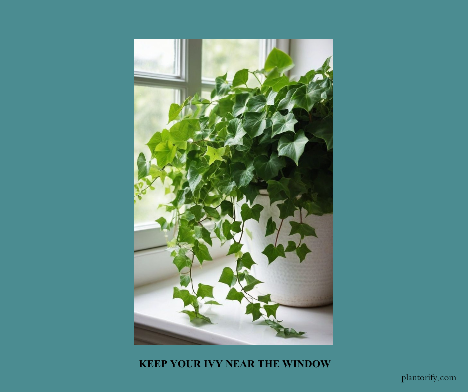 In this picture, a Ivy plant is kept near the window so that it can get indirect sunlight. The leaves are looking fresh as it is getting proper sunlight.