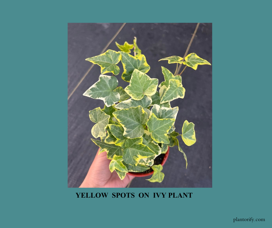 This picture shows us a person is holding an ivy plant in a pot , which has yellow spots on its leaves. This happens when pests attack Ivy leaves.