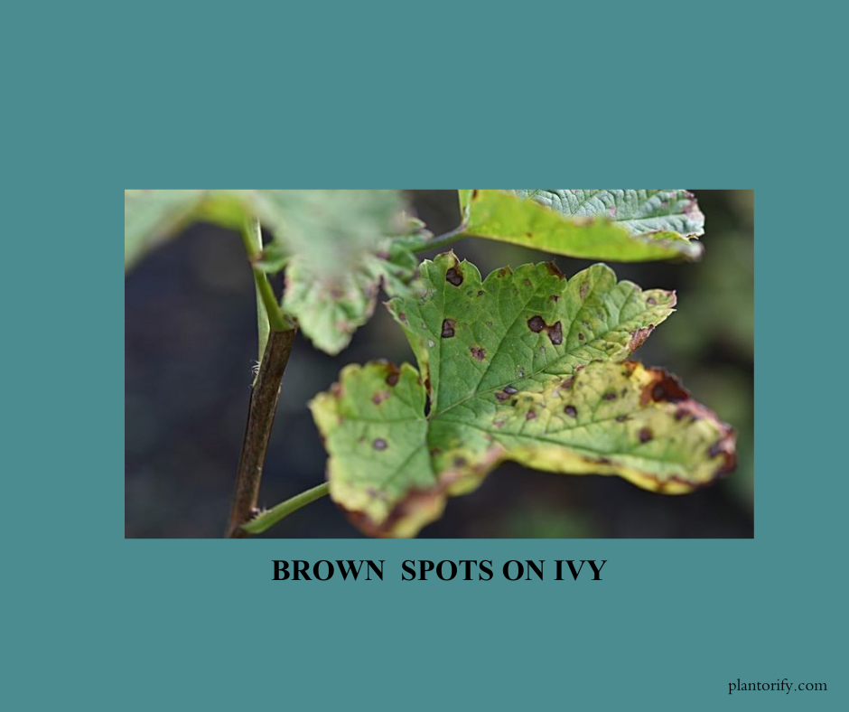 here we can see a brown spotted leaf of ivy plant.