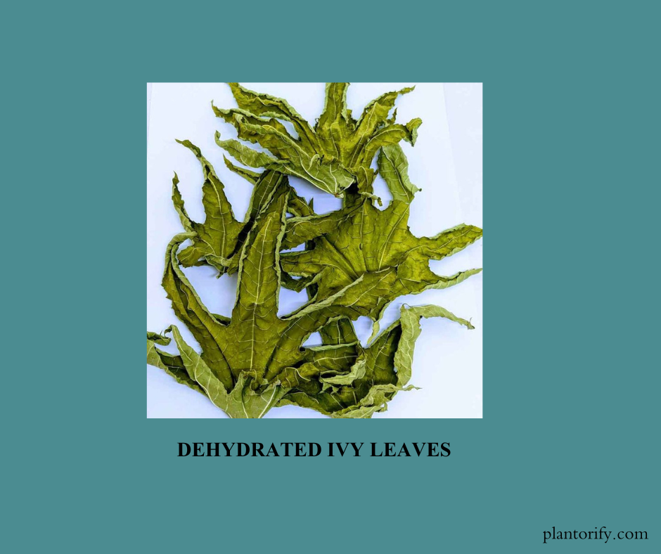Here are some ivy leaves that are dehydrated, wilted or curled and a little bit of yellowish colored. This happens when your ivy plant is underwatered and may die.