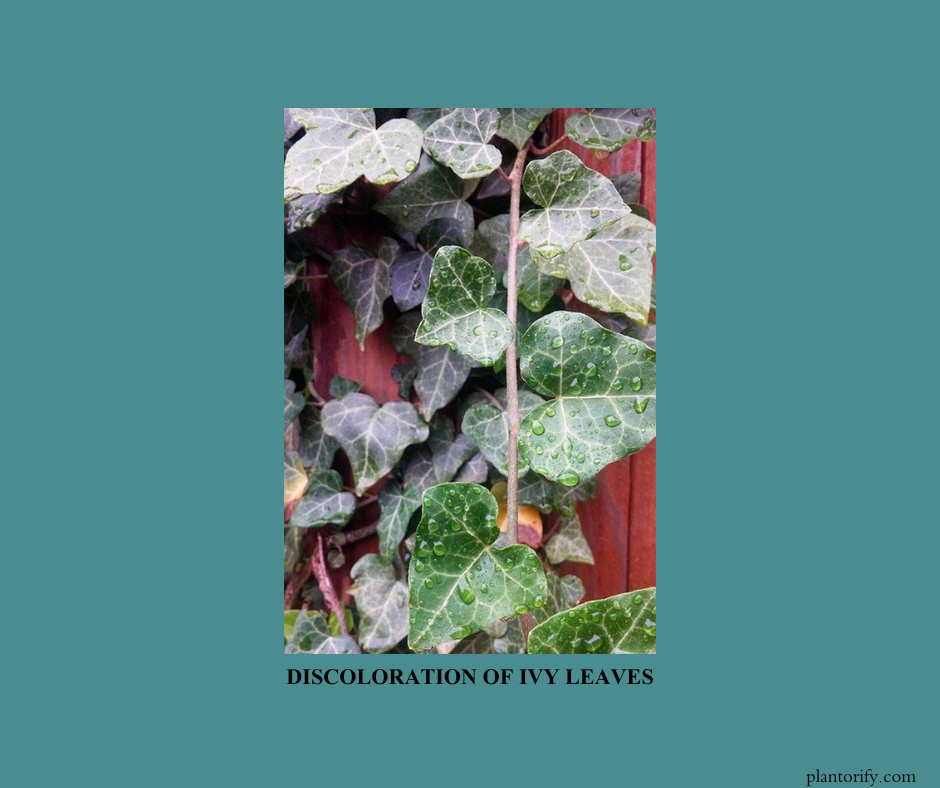 here we can see the leaves of ivy and some of them are discolored and others are still fresh and green. That means there is an imbalance in temperature.