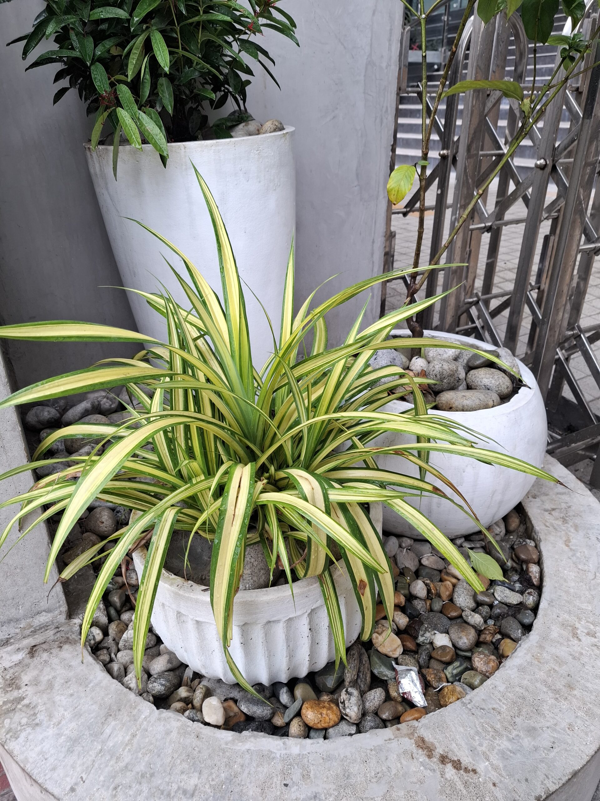 This is the picture of my indoor spider plant, the leaves of the plant is getting yellow, being discolored. The potted plant is located on a surface that is filled with stones.