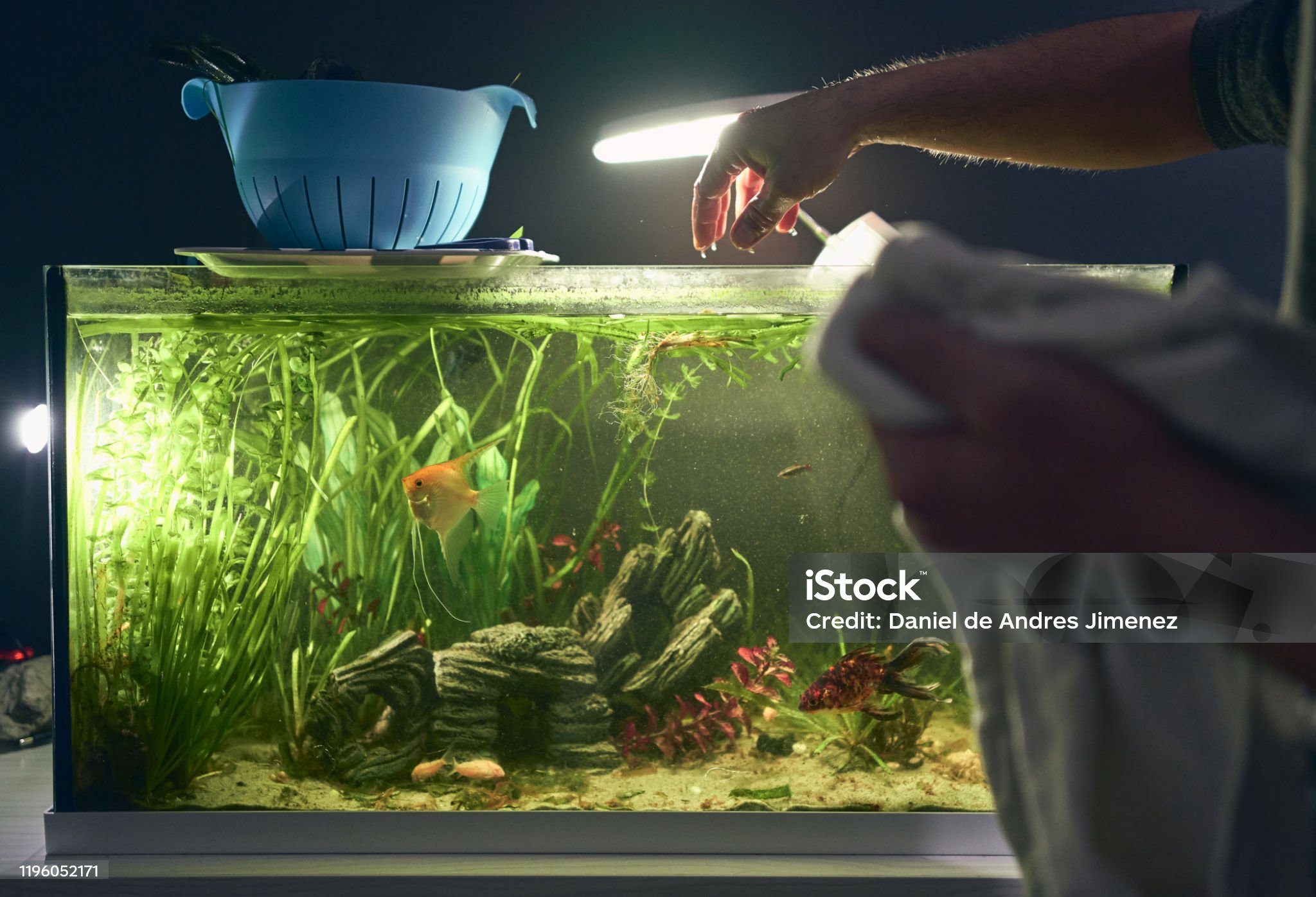A man is placing a light around 6-12 inches above the aquarium. we can see several green plants and fishes in the aquarium tank. A good practice for those whose aquarium plants are turning brown.