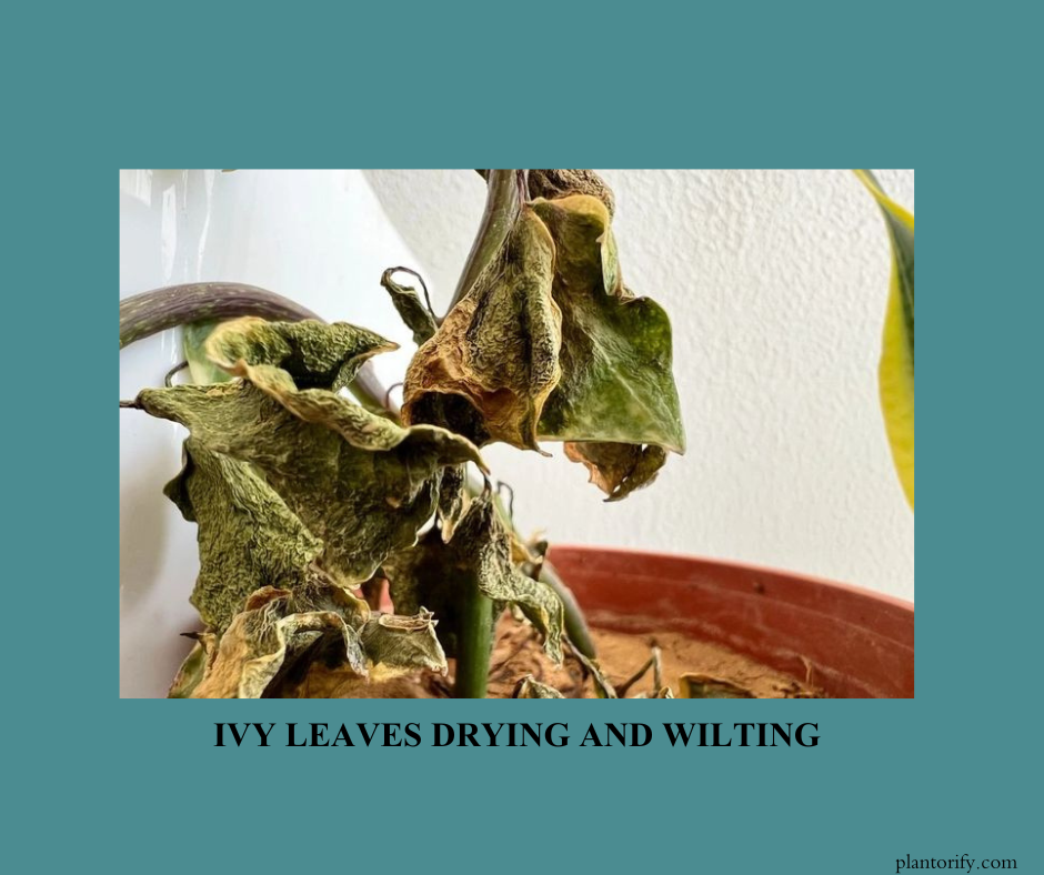 a potted ivy plant where its leaves are wilted ,curled and brown shaded.